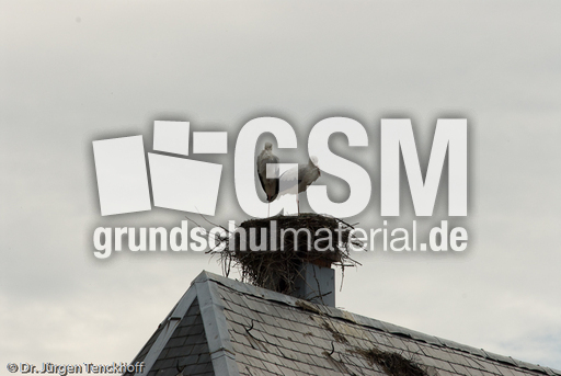 Weißstorch (5 von 20).jpg